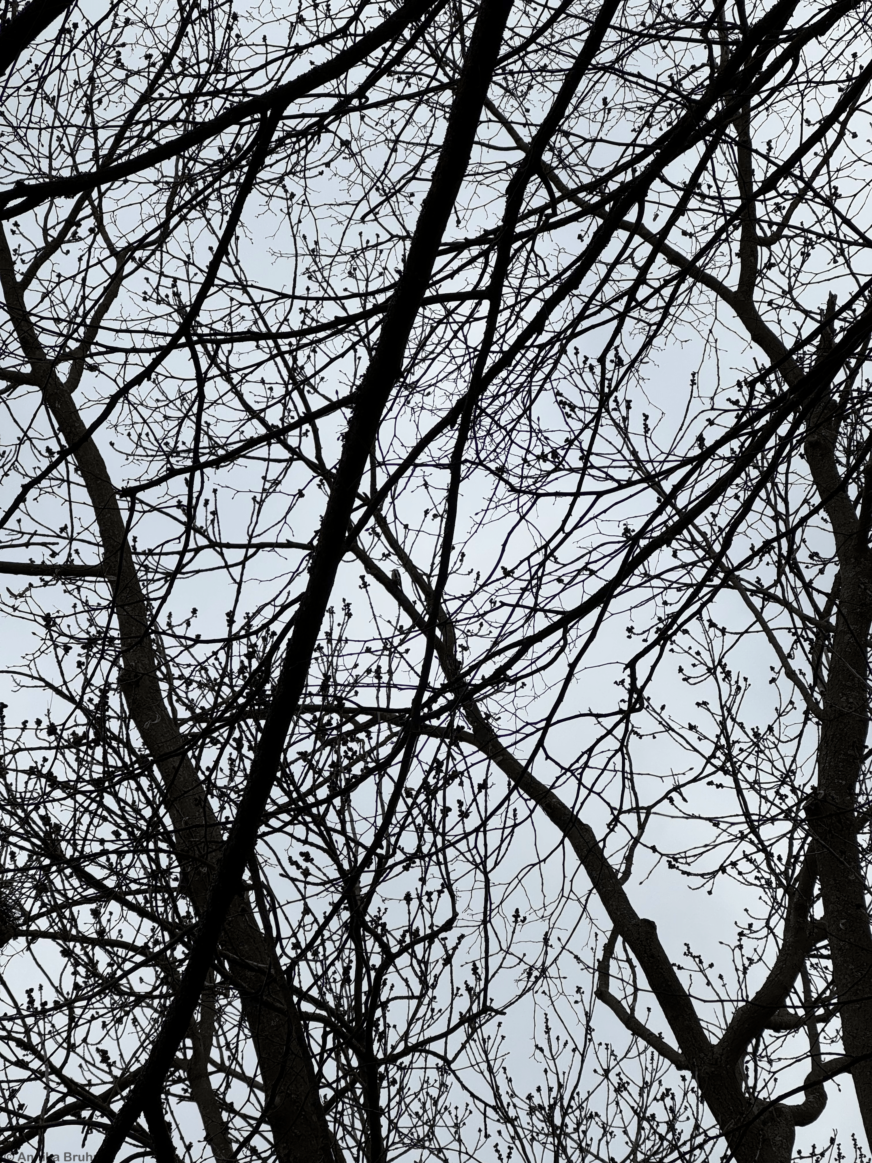 Suchbild. Wo ist der Specht